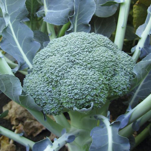 Broccoli Lieutenant head ready to harvest