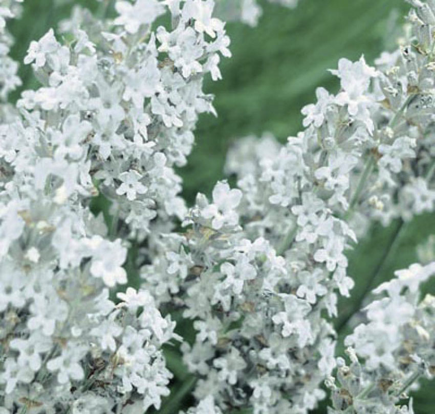 Lavender Ellagance Snow