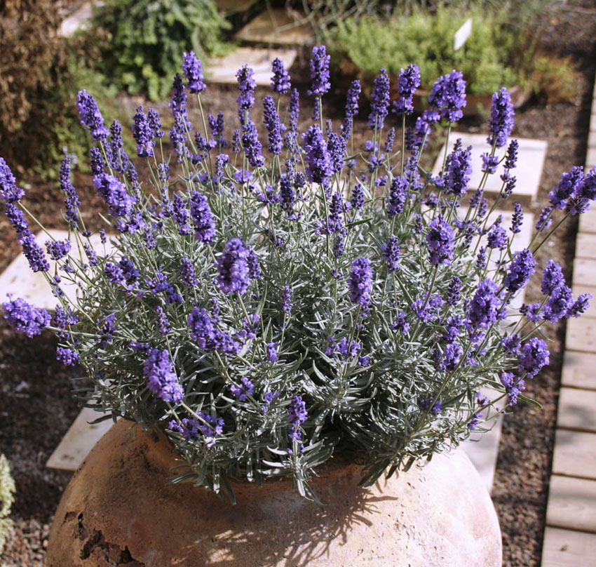 Lavender Hidcote Blue