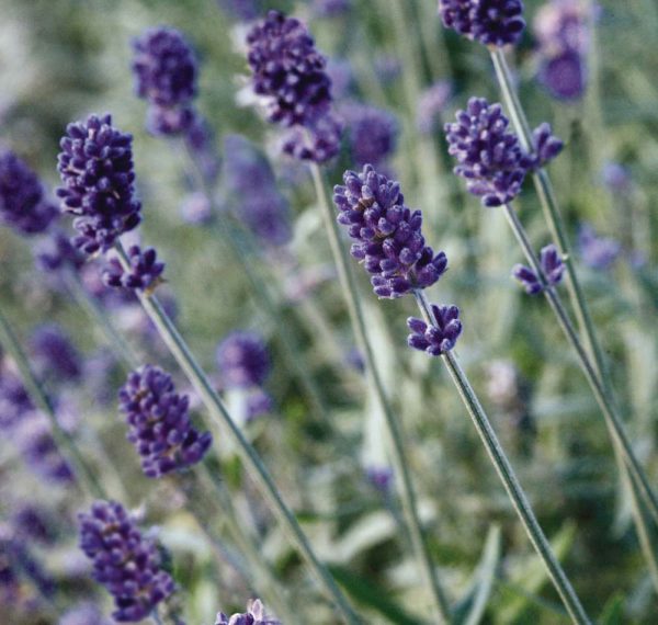 Lavender Vicenza Blue flower stems