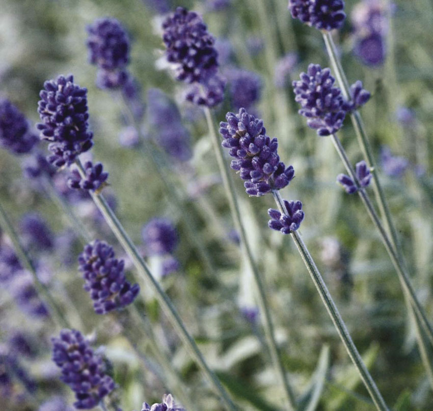 Lavender Vicenza Blue