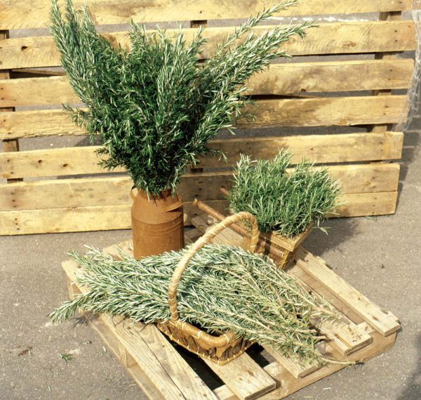 tall stems of Rosemary Barbecue in a basket and a vase
