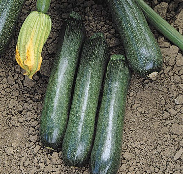 freshly harvested Summer Squash Ball's Zucchini in the garden