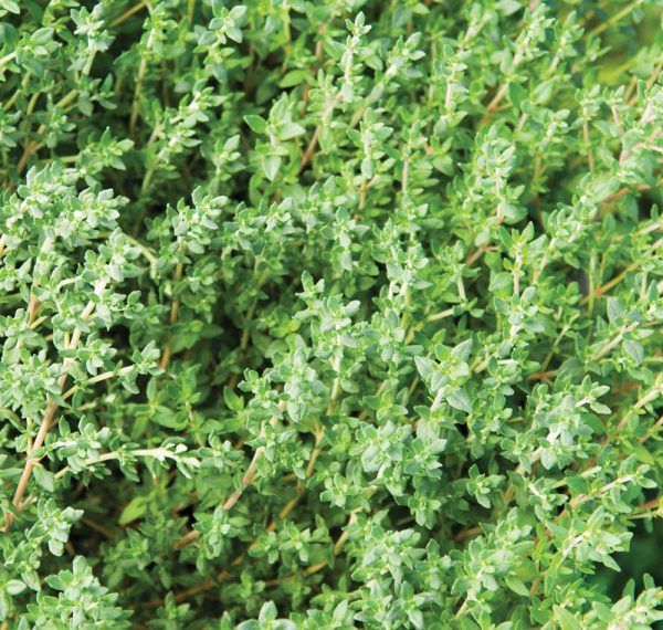 Thyme Faustinoi plant in the garden