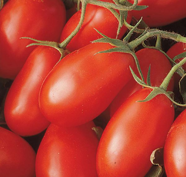 La Roma III tomatoes up close